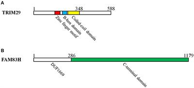 TRIM29 in Cutaneous Squamous Cell Carcinoma